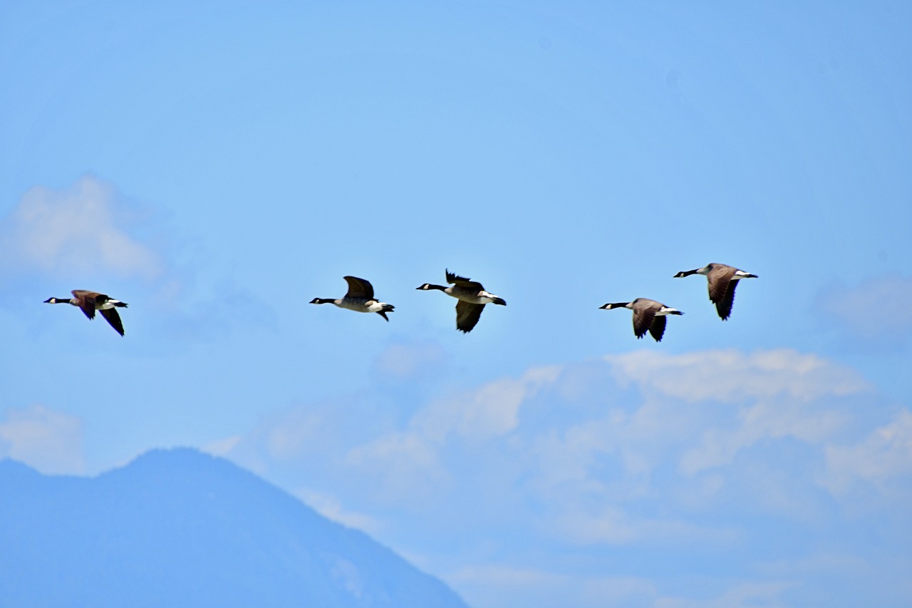 wild-geese-formation-4432986_1280